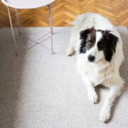Jaki rodzaj dywanu sprawdzi się przy psie?