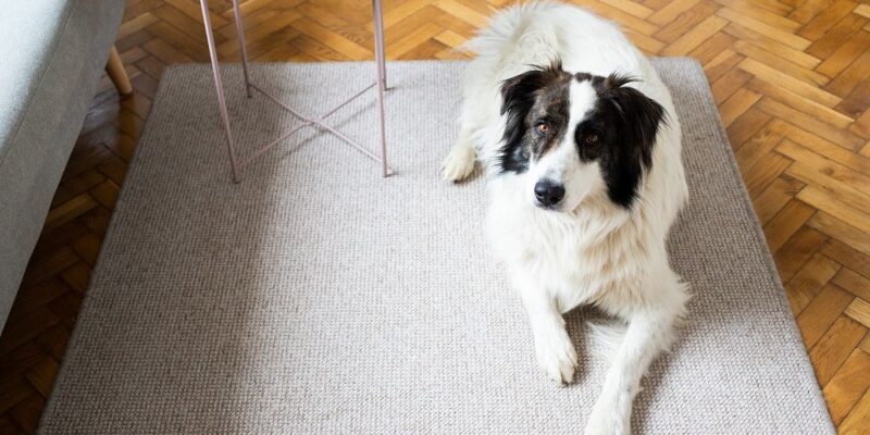 Jaki rodzaj dywanu sprawdzi się przy psie?